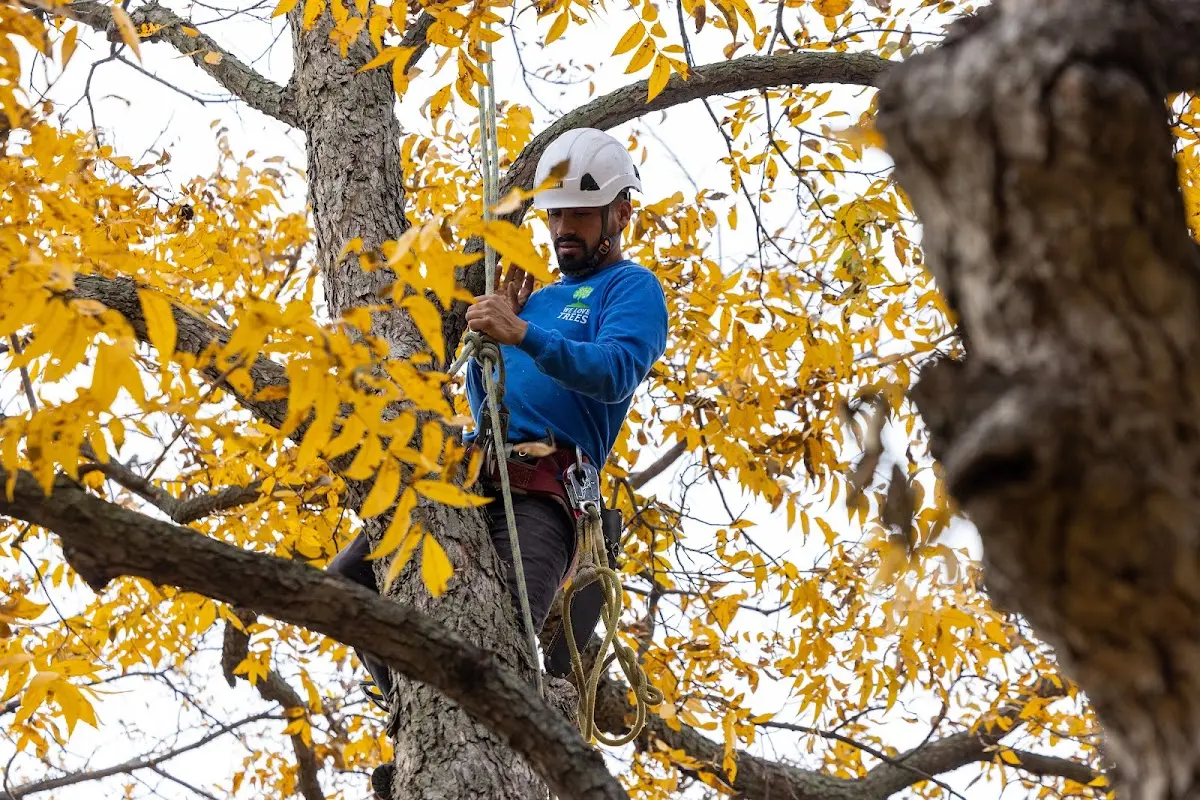 Skilled Tree Pruning crew working in Orange Lake